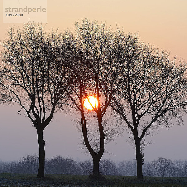Drei Stieleichen (Quercus robur) bei Sonnenaufgang  Xanten  Niederrhein  Nordrhein-Westfalen  Deutschland  Europa