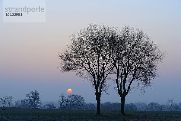 Zwei Stieleichen (Quercus robur) bei Sonnenaufgang  Xanten  Niederrhein  Nordrhein-Westfalen  Deutschland  Europa