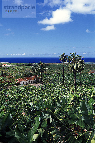 Bananenplantage bei Icod de los Vinos  Teneriffa  Kanarische Inseln  Spanien  Europa
