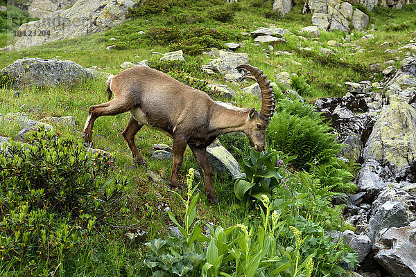 Alpensteinbock (Capra ibex)  bei Chamonix  Frankreich  Europa