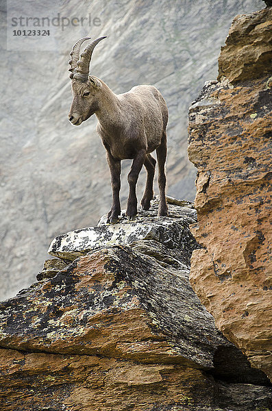 Steinbock (Capra ibex) auf Felsen  Weissmies  Saastal  Walliser Alpen  Schweiz  Europa