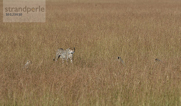 Gepard (Acinonyx jubatus) durchstreift mit Jungtieren das Gras  Masai Mara  Narok County  Kenia  Afrika