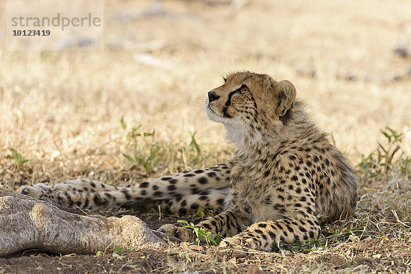 Im Schattenn sitzender  junger Gepard (Acinonyx jubatus)  Masai Mara  Narok County  Kenia  Afrika
