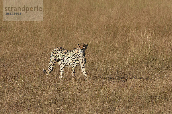 Weiblicher Gepard (Acinonyx jubatus) durchstreift das Gras  Masai Mara  Narok County  Kenia  Afrika