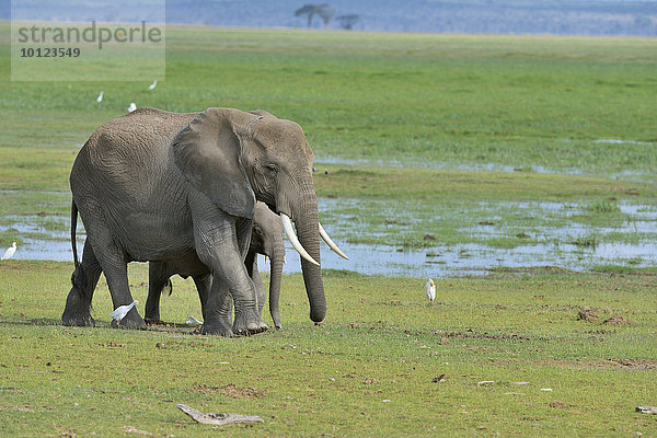 Elefant (Loxodonta africana)  weiblich  mit Jungtier durchquert Sumpfgebiet  Amboseli Nationalpark  Kenia  Afrika