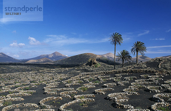 Weinfelder in den Vulkanbergen bei Uga auf Lanzarote  Kanarische Inseln  Spanien  Europa