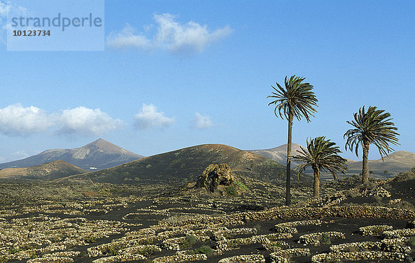 Weinfelder in der Vulkanlandschaft bei Uga  Lanzarote  Kanarische Inseln  Spanien  Europa
