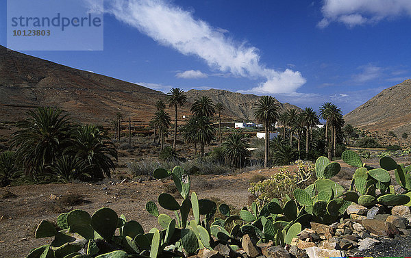 Palmenoase Vega Rio Palmas  Fuerteventura  Kanarische Inseln  Spanien  Europa