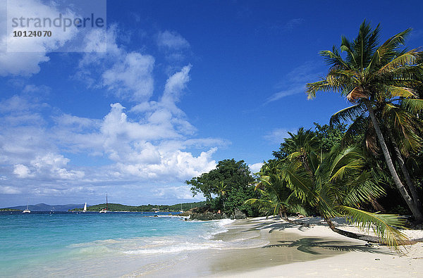 Palmenstrand  Solomon Bay  Insel St. John  Amerikanische Jungferninseln  Karibik  Nordamerika