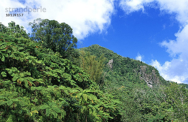 El Yunque Nationalpark  Puerto Rico  Karibik  Nordamerika