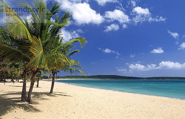 Strand mit Palmen  Sun Bay Beach  Insel Vieques  Puerto Rico  Karibik  Nordamerika