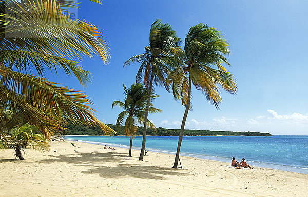Strand mit Palmen  Sun Bay Beach  Insel Vieques  Puerto Rico  Karibik  Nordamerika