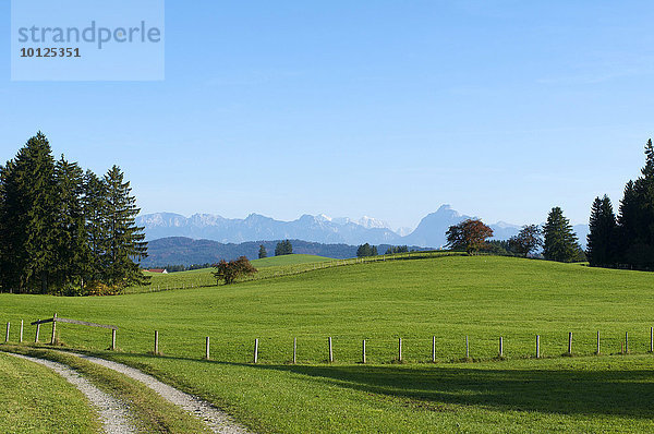 Blick auf die Alpen in der Nähe von Lengenwang  Allgäu  Bayern  Deutschland  Europa