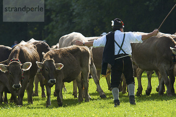 Viehscheid in Bad Hindelang  Allgäu  Bayern  Deutschland  Europa