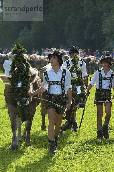 Viehscheid in Bad Hindelang  Allgäu  Bayern  Deutschland  Europa