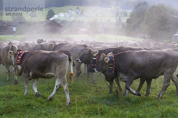 Viehscheid in Bad Hindelang  Allgäu  Bayern  Deutschland  Europa