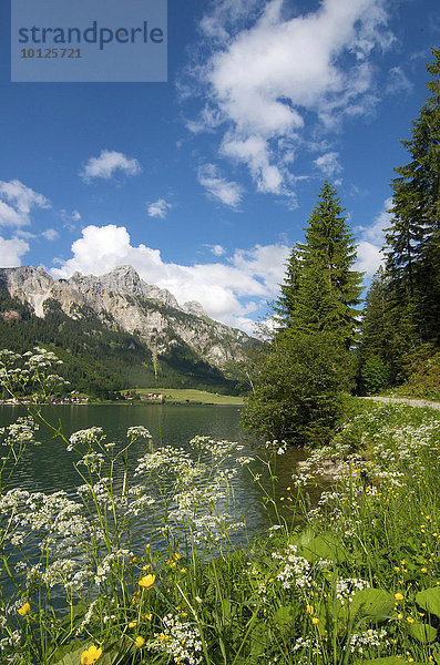 Haldensee mit Blick auf Gimpel  Rote Flüh  Tannheimer Tal  Allgäu  Tirol  Österreich  Europa