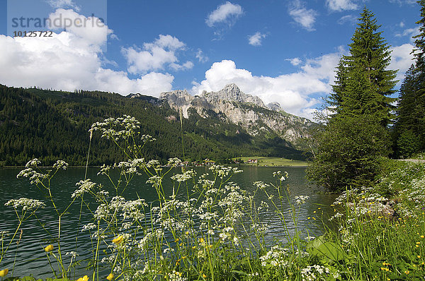 Haldensee mit Blick auf Gimpel  Rote Flüh  Tannheimer Tal  Allgäu  Tirol  Österreich  Europa