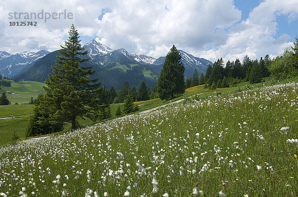 Wollgrasflöckchen  Blumenwiese im Tannheimer Tal  Allgäu  Tirol  Österreich  Europa