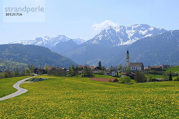 Pfronten im Allgäu  Bayern  Deutschland  Europa