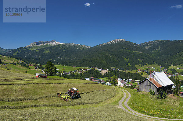 Heuernte in Riezlern mit Blick auf den Hohen Ifen  Kleinwalsertal  Allgäu  Vorarlberg  Österreich  Europa