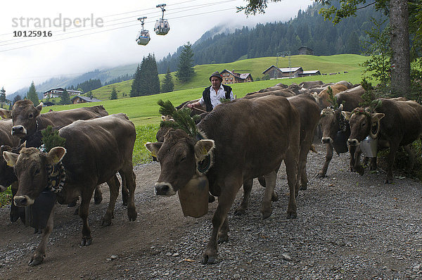 Viehscheid in Riezlern im Kleinwalsertal  Kanzelwandbahn  Allgäu  Vorarlberg  Österreich  Europa