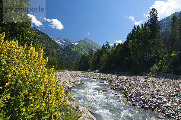 Stillachtal bei Oberstdorf  Allgäu  Bayern  Deutschland  Europa