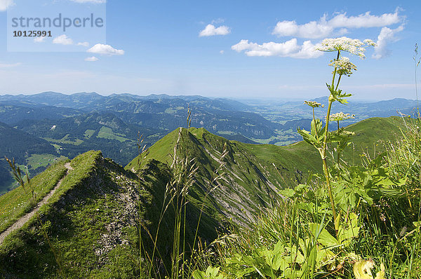 Fellhorngipfel  Oberstdorf  Allgäu  Bayern  Deutschland  Europa