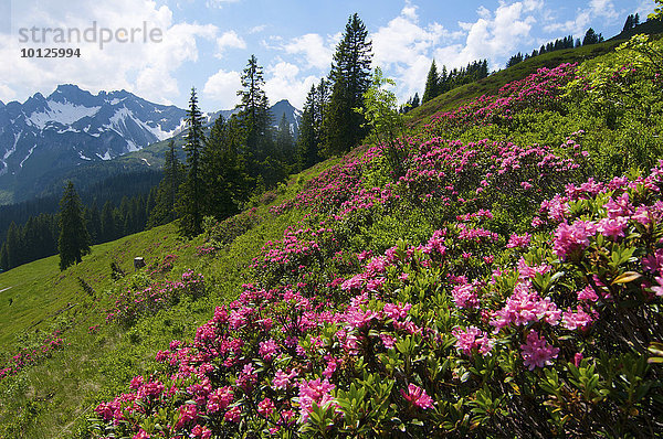 Alpenrosenblüte (Rhododendron) am Fellhorn  Oberstdorf  Allgäu  Bayern  Deutschland  Europa