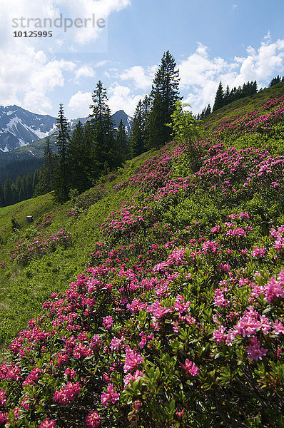 Alpenrosenblüte (Rhododendron) am Fellhorn  Oberstdorf  Allgäu  Bayern  Deutschland  Europa