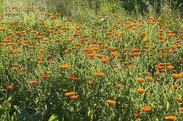 Ringelblumen  Blumenfeld  Artemisia Teeanbau bei Oberstaufen  Allgäu  Bayern  Deutschland  Europa