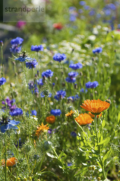 Blumenfeld mit Kornblumen und Ringelblumen  Artemisia Teeanbau bei Oberstaufen  Allgäu  Bayern  Deutschland  Europa