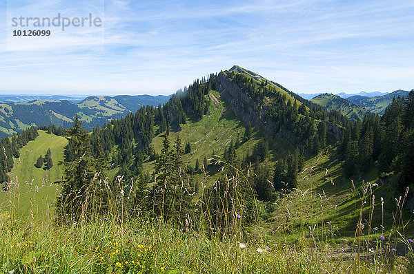 Nagelfluhkette Nähe Hochgrat  Allgäu  Bayern  Deutschland  Europa