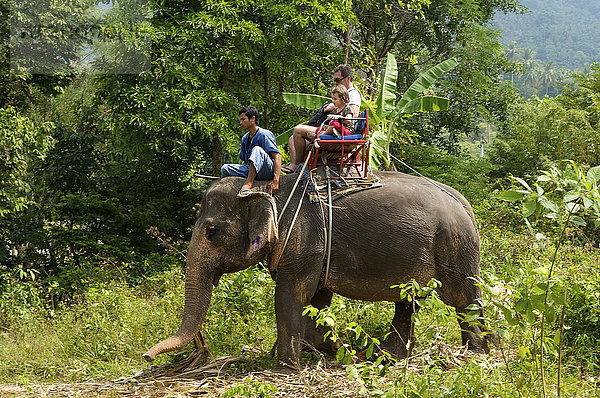 Elefanten-Trekking  Insel Ko Samui  Thailand  Asien