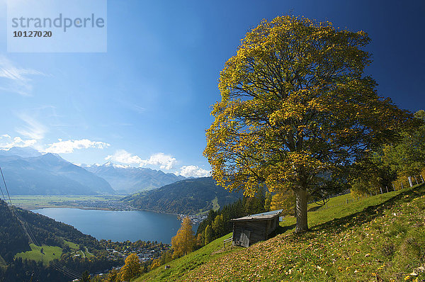 Zeller See mit Blick auf Thumersbach  Schüttdorf und Hohe Tauern  Pinzgau im Salzburger Land  Österreich  Europa
