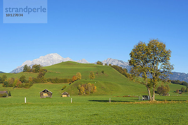 Blick über Weiden bei Saalfelden auf die Leoganger Steinberge im Pinzgau im Salzburger Land  Österreich  Europa