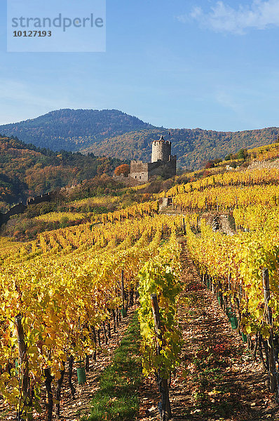 Herbstliche Weinberge von Thann  Elsass  Frankreich  Europa