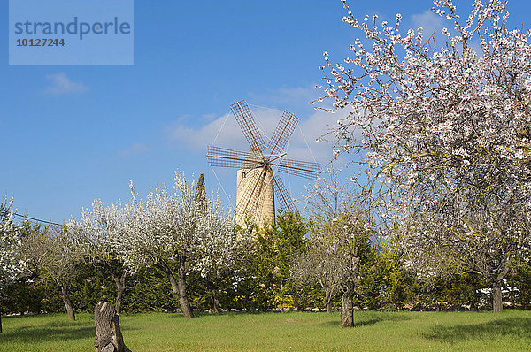 Blühende Mandelbäume und Windmühle in Santa Maria del Cami  Mallorca  Balearen  Spanien  Europa