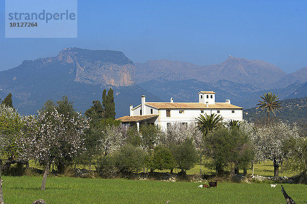 Finca und blühende Mandelbäume bei Alaro  Tramuntana  Mallorca  Balearen  Spanien  Europa