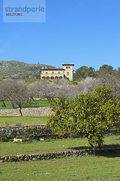Blühende Mandelbaumplantage bei Andratx auf Mallorca  Balearen  Spanien  Europa