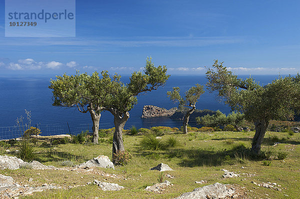 Landgut Miramar und Landzunge Sa Foradada bei Valldemossa  Valldemosa  Mallorca  Balearen  Spanien  Europa