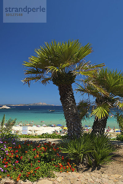 Palmen am Strand  Baia Sardinia  Sardinien  Italien  Europa