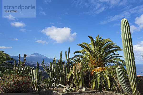 Kakteengarten in El Sauzal mit Blick auf Teide  Teneriffa  Kanarische Inseln  Spanien  Europa