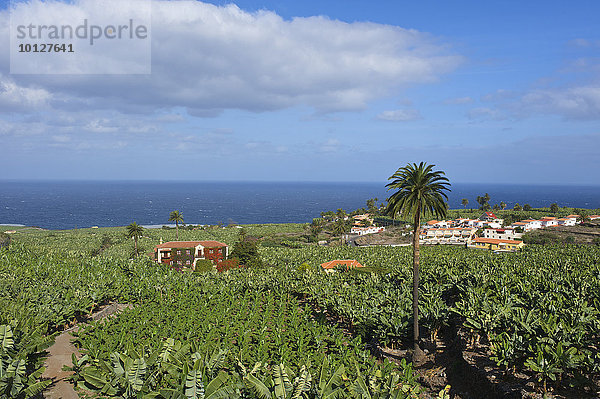 Bananenplantagen bei Orotava  Teneriffa  Kanarische Inseln  Spanien  Europa