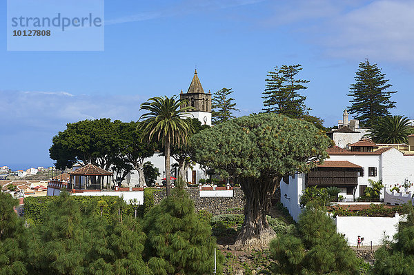 Drachenbaum in Icod  Teneriffa  Kanarische Inseln  Spanien  Europa