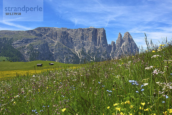 Blühende Almwiesen auf der Seiser Alm mit Schlern  Seiser Alm  Dolomiten  Provinz Südtirol  Trentino-Südtirol  Italien  Europa