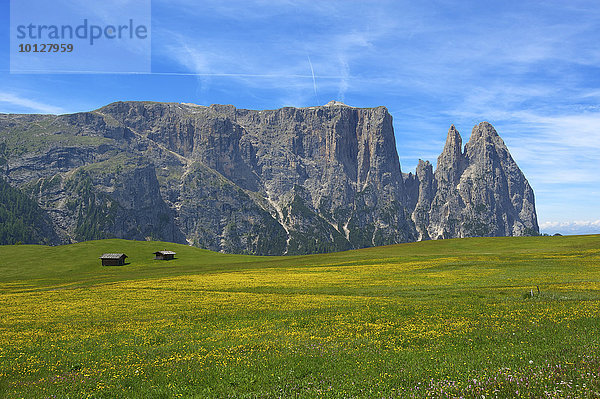 Blühende Almwiesen auf der Seiser Alm mit Schlern  Seiser Alm  Dolomiten  Provinz Südtirol  Trentino-Südtirol  Italien  Europa