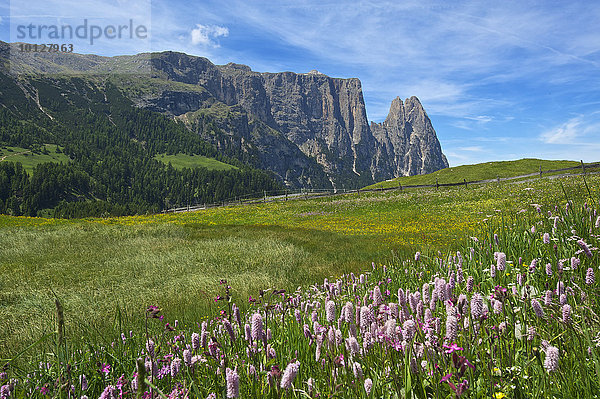 Almwiese mit blühendem Wiesenknöterich (Bistorta officinalis)  Schlern  Seiser Alm  Dolomiten  Provinz Südtirol  Trentino-Südtirol  Italien  Europa