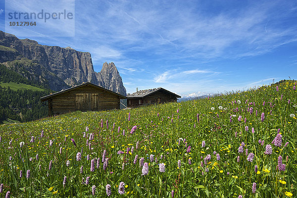 Almwiese mit blühendem Wiesenknöterich (Bistorta officinalis)  Schlern  Seiser Alm  Dolomiten  Provinz Südtirol  Trentino-Südtirol  Italien  Europa