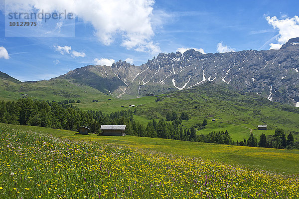 Blühende Almwiesen  hinten Denti di Terra Rossa  Seiser Alm  Dolomiten  Provinz Südtirol  Trentino-Südtirol  Italien  Europa